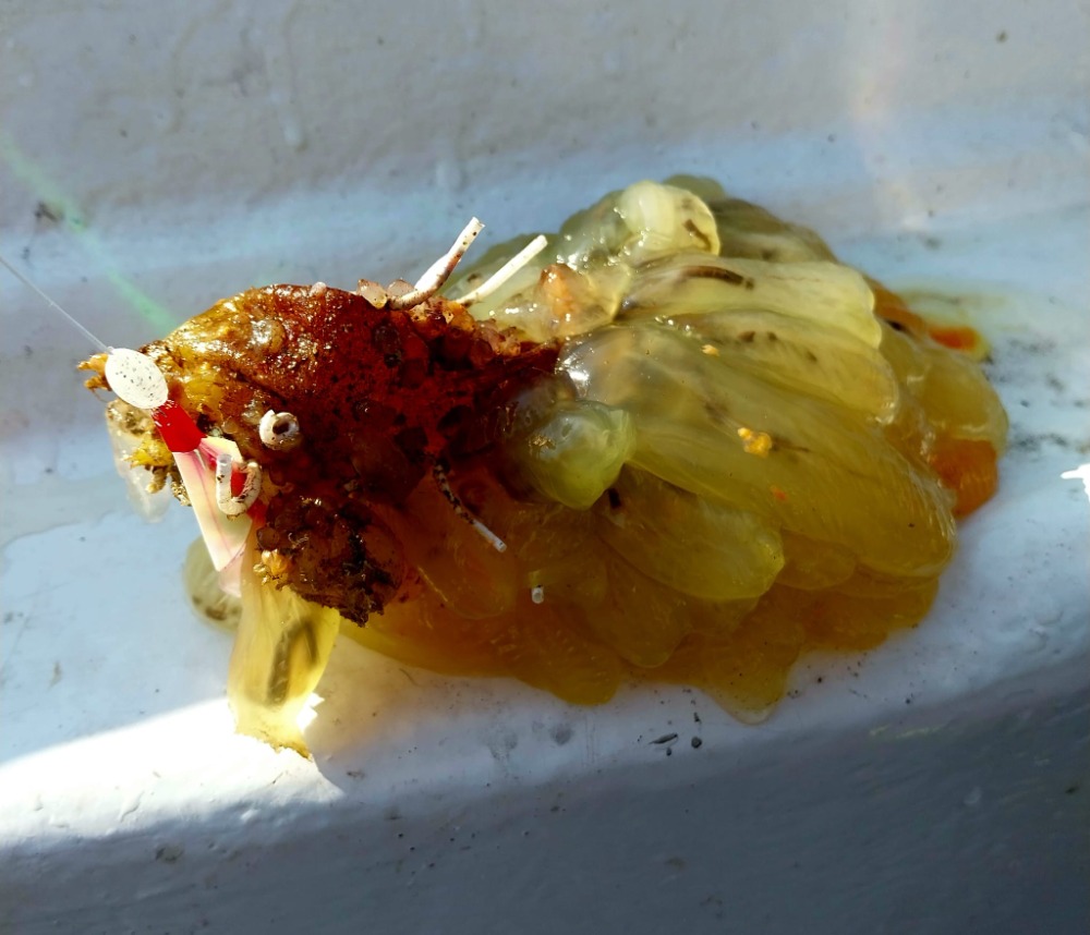 Strikacka-morska(Corellya-eumyota).jpeg